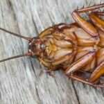 Comment protéger votre maison des blattes et des cafards 