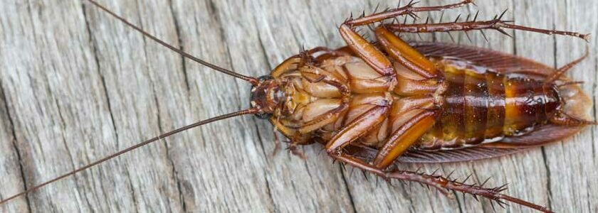 Comment protéger votre maison des blattes et des cafards 